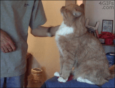 gggggggggggg.gif