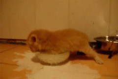우유첨마시는아기고양이.gif