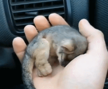 호주 산불에서 구조된 아기 주머니쥐.gif
