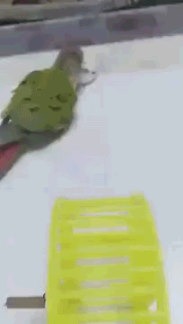 앵무새의 광기.gif
