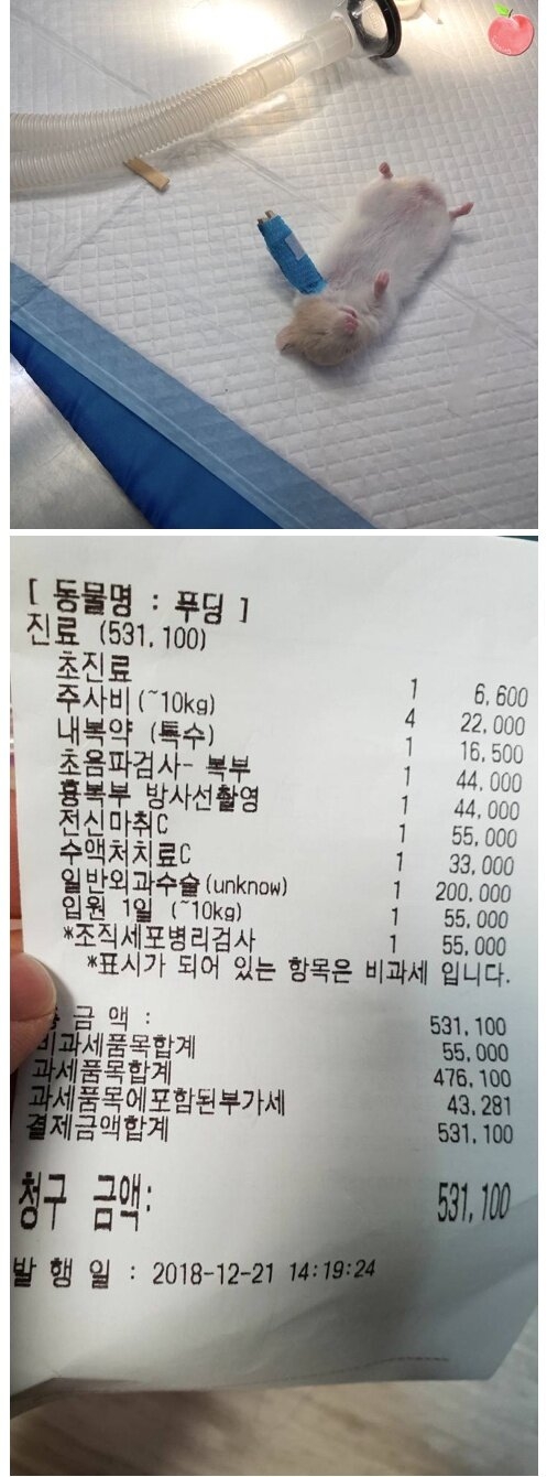 동물병원 햄스터 수술비.jpg