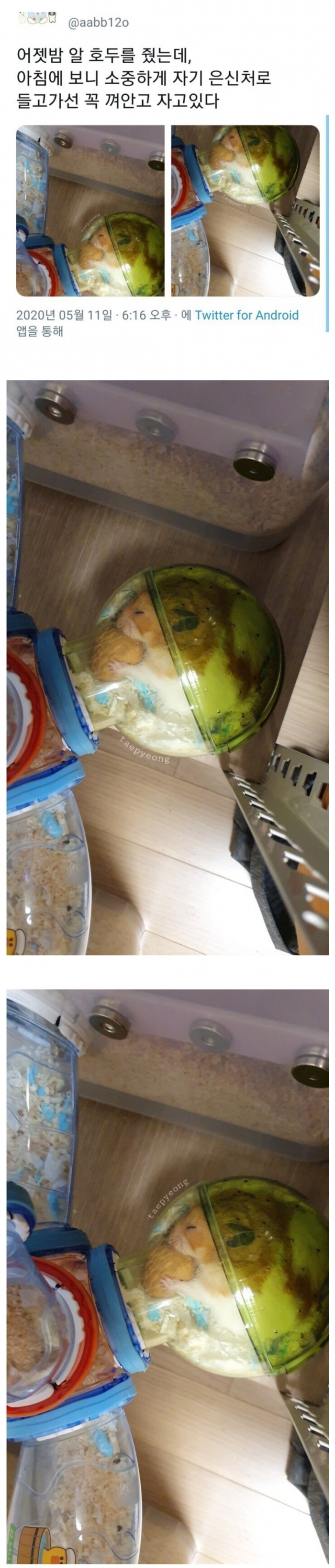 햄스터에게 건네준 호두.jpg