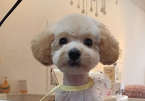 강아지
