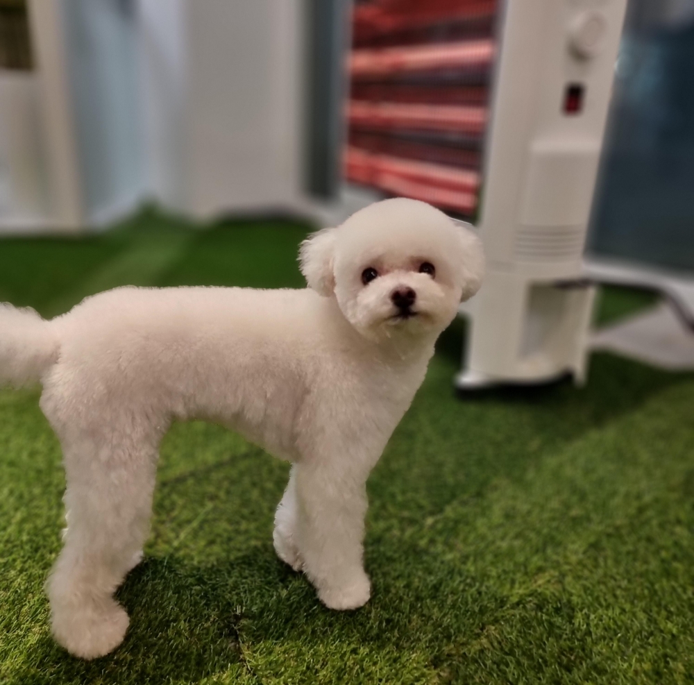 강아지