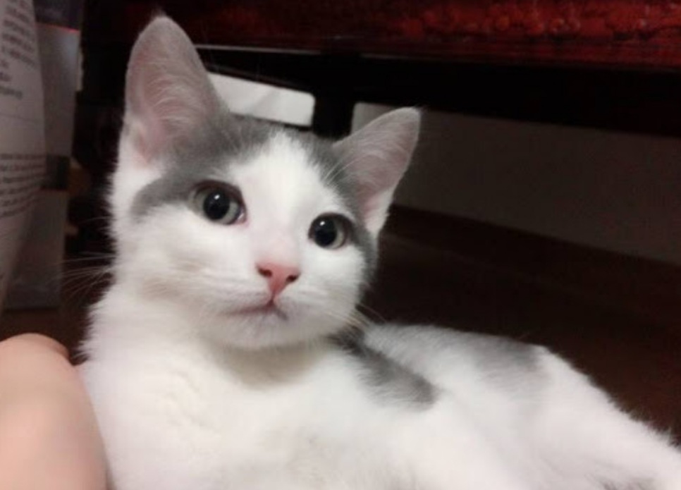 Night cat 프로필 사진