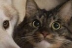 허스키들 사이에서 자란 냥이 특