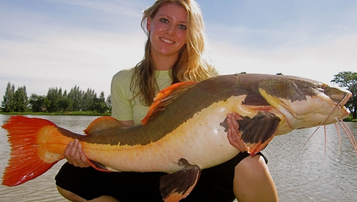 redtail catfish.jpg