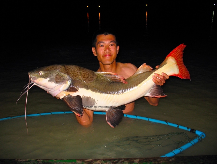 redtail catfish2.jpg