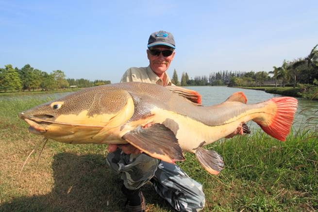 redtail catfish3.jpg