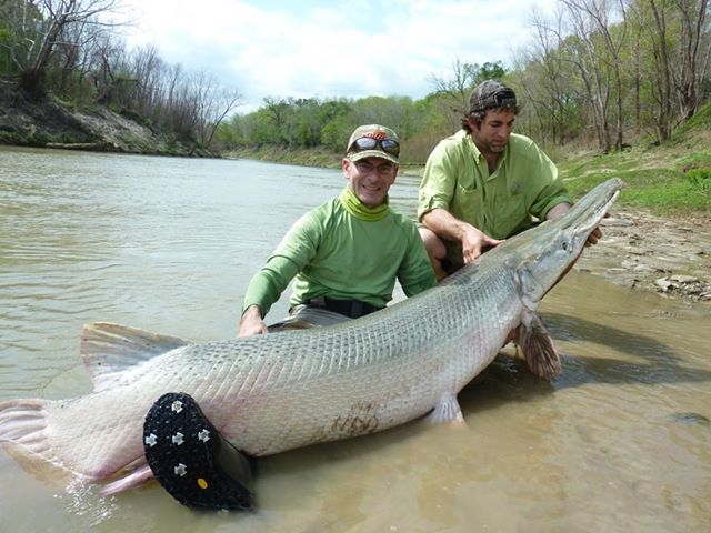 Alligator gar.jpg