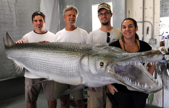 Alligator gar2.JPG