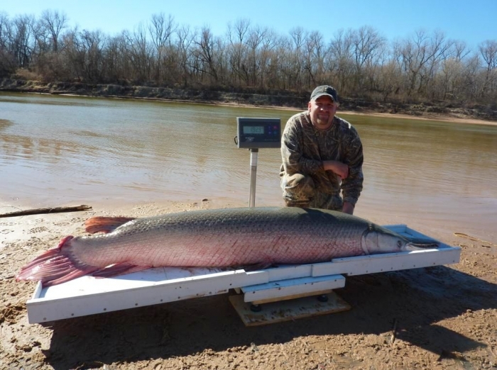 Alligator gar3.jpg