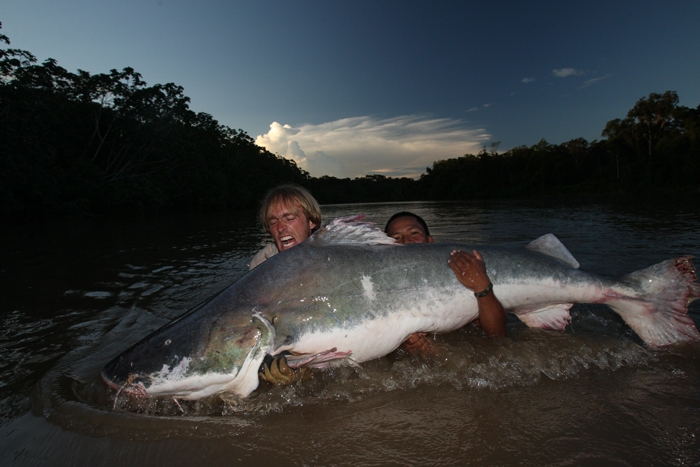 Piraiba Catfish.jpg