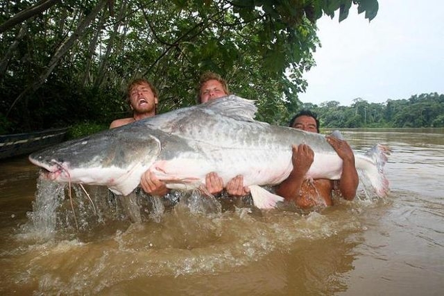 Piraiba Catfish1.jpg