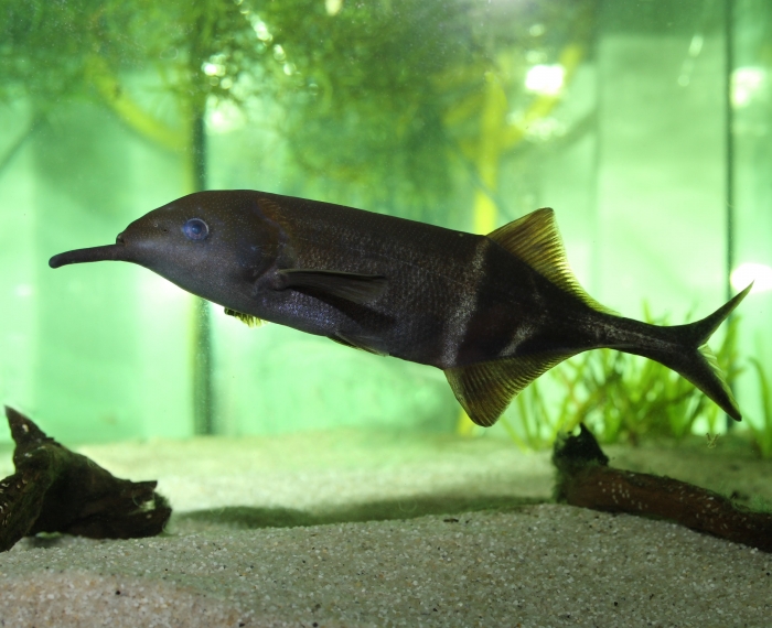 Elephant Nose fish1.jpg