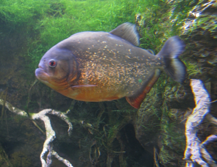 red mass piranha.jpg