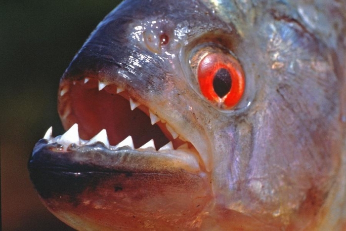 red mass piranha2.jpg