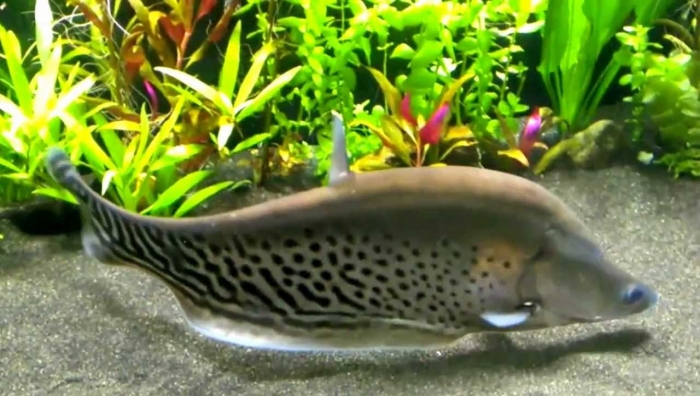 clown knife fish.jpg