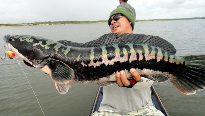 giant snakehead.JPG