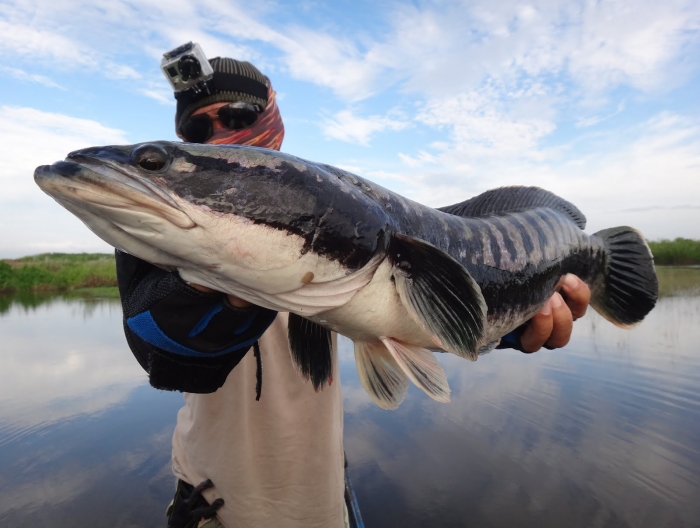 giant snakehead3.JPG