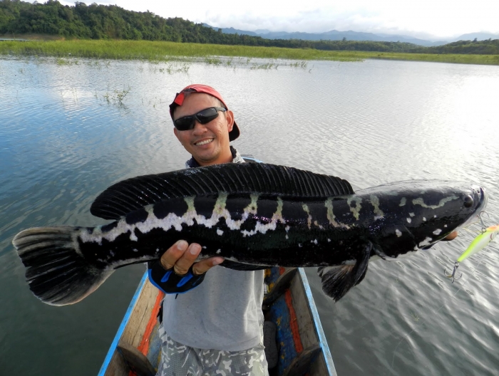 giant snakehead4.JPG