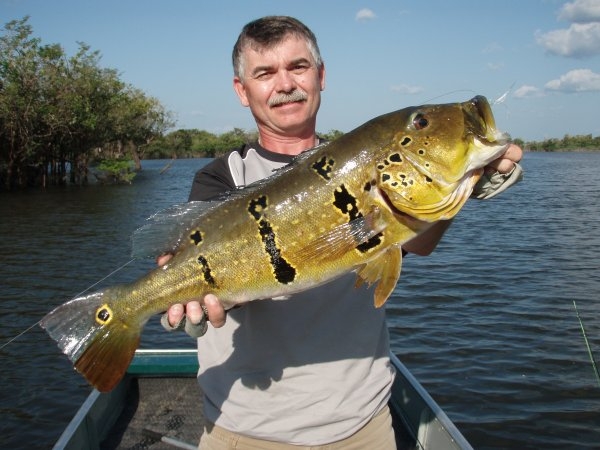 cichla pinima1.jpg