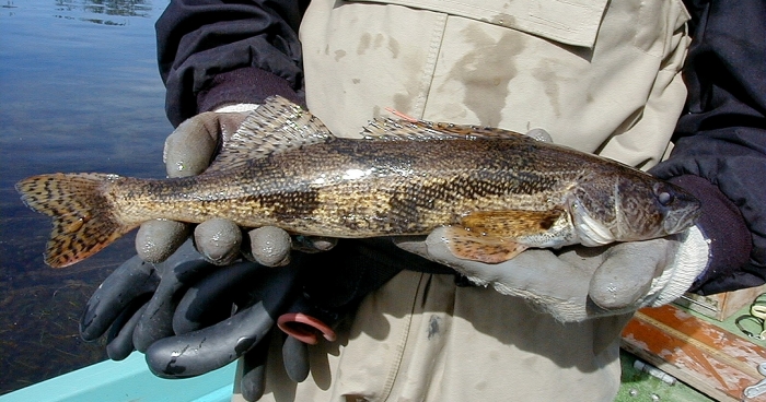 sauger.jpg