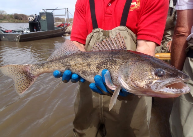 sauger3.jpg