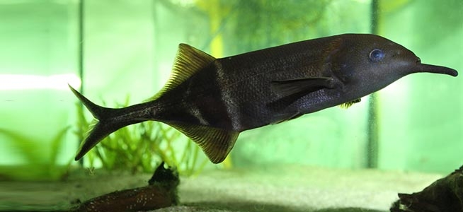 yellow elephant nose fish.jpg