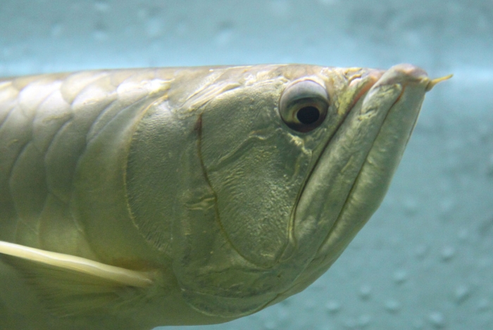 Silver Arowana.jpg