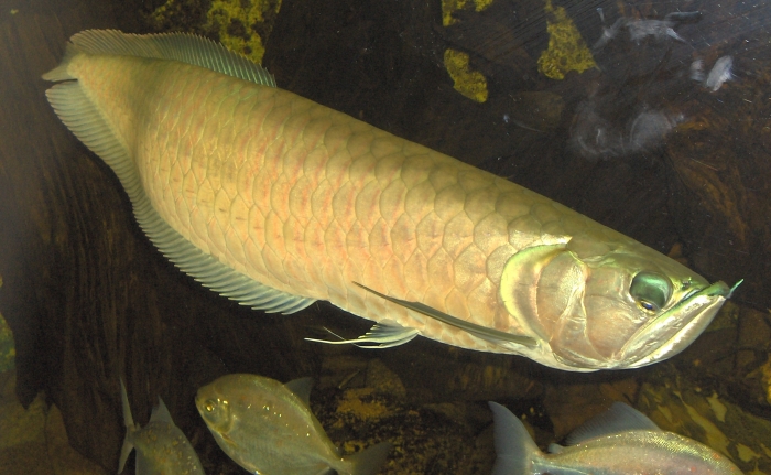 Silver Arowana1.JPG