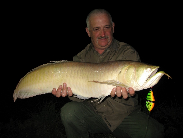 Silver Arowana2.JPG