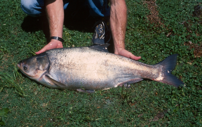 silver carp.jpg