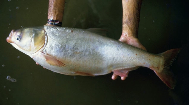 silver carp3.jpg