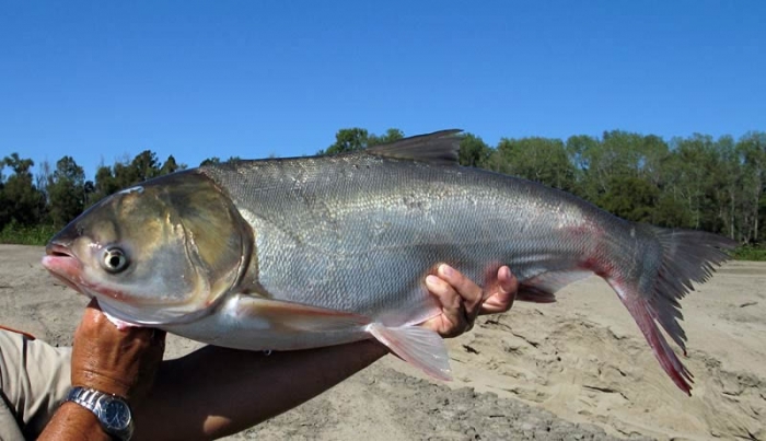 silver carp4.jpg