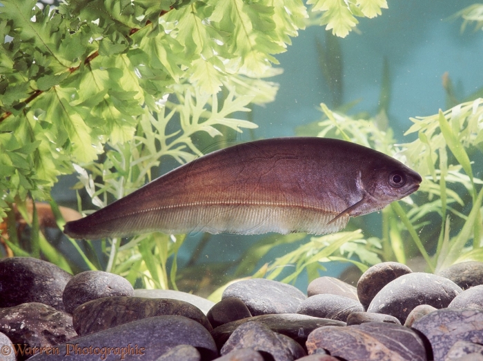 Knife Fish.jpg