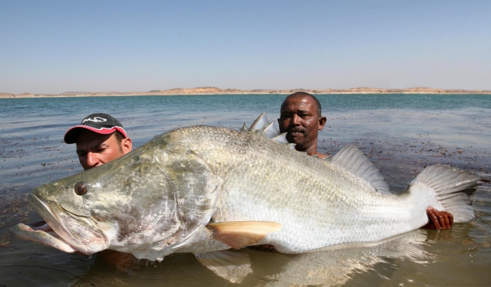 Nile Perch.jpg