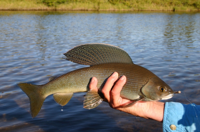 blue grayling.jpg