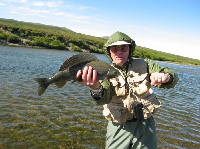 blue grayling1.jpg