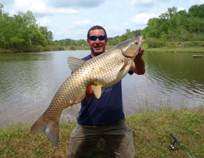 Grass Carp3.jpg