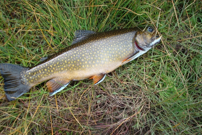 river trout.jpg