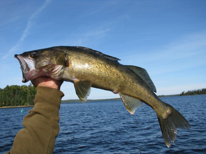 Walleye.jpg