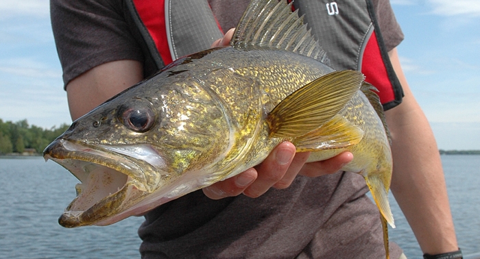 Walleye1.jpg