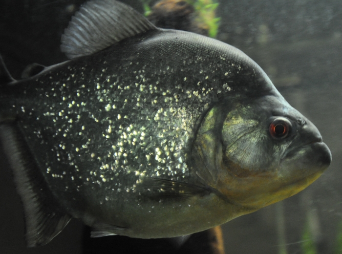 Black Piranha.jpg