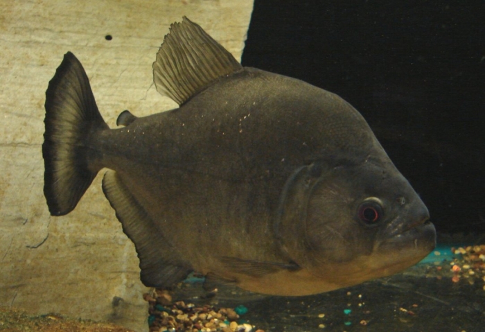 Black Piranha2.jpg