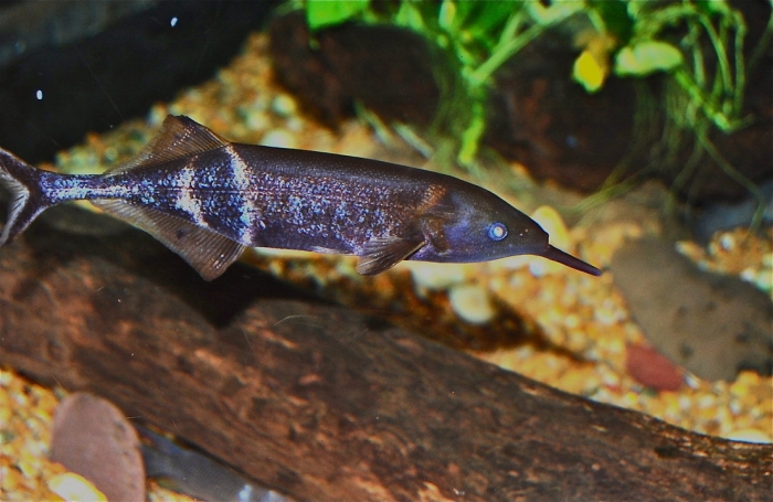 Elephant Nose fish.jpg