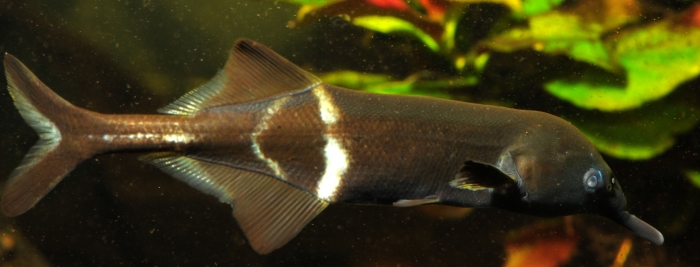 Elephant Nose fish2.jpg