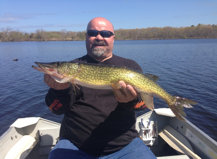 chain pickerel2.jpg