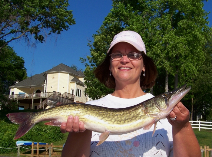 chain pickerel3.jpg