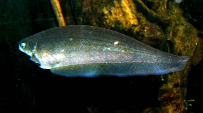 smooth knife fish1.JPG